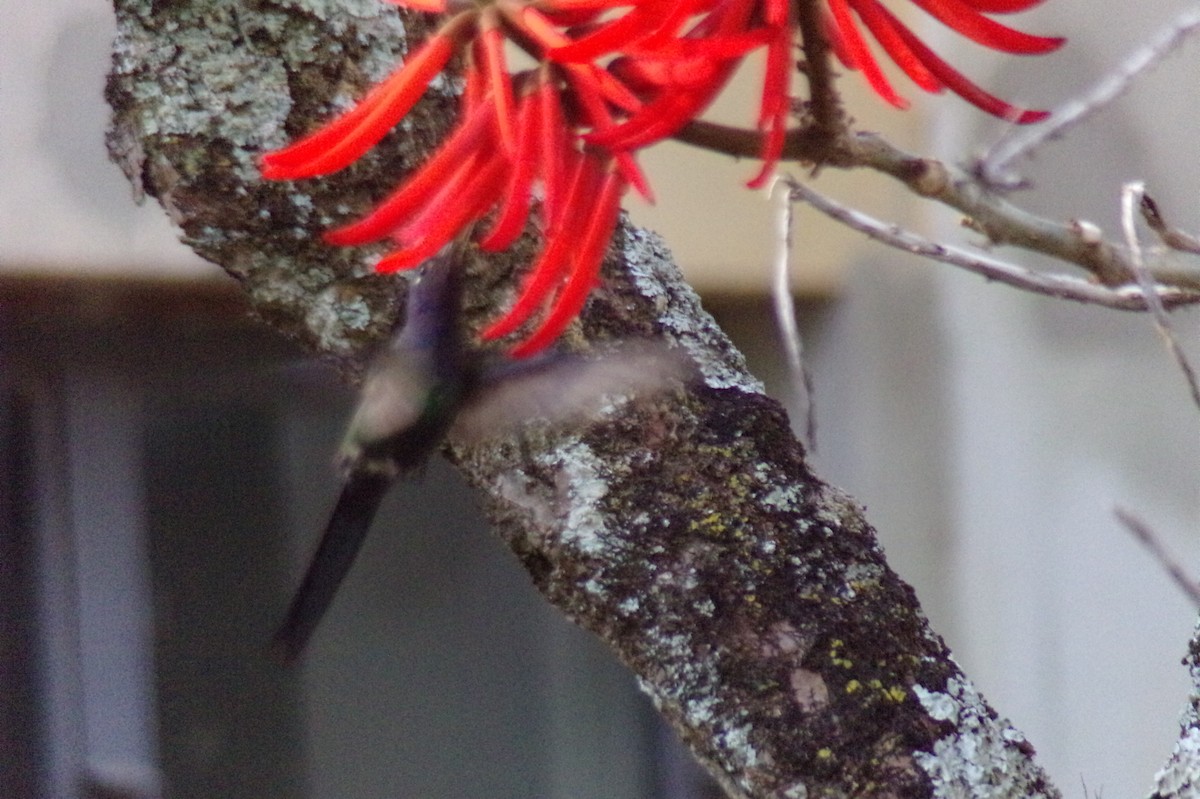 Swallow-tailed Hummingbird - ML619789788