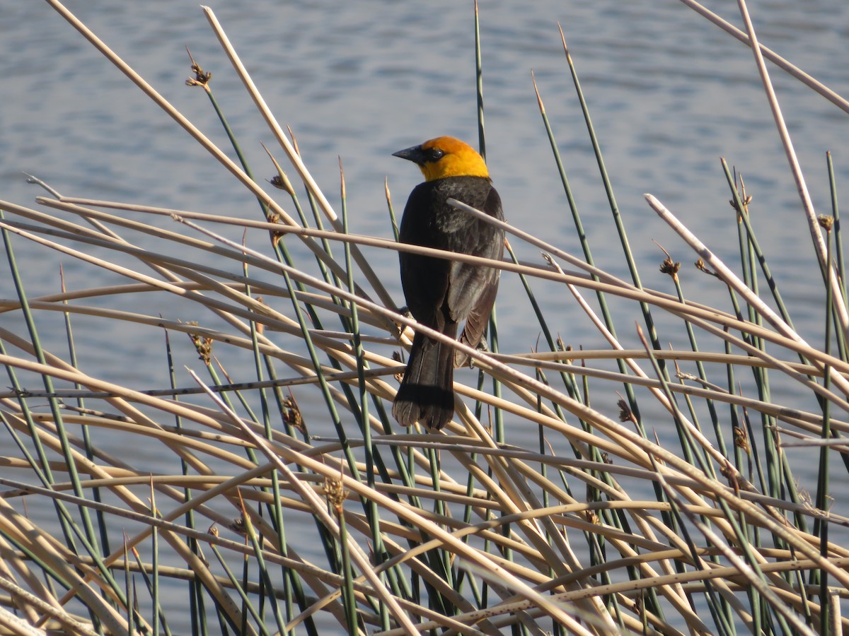 Yellow-headed Blackbird - ML619789798