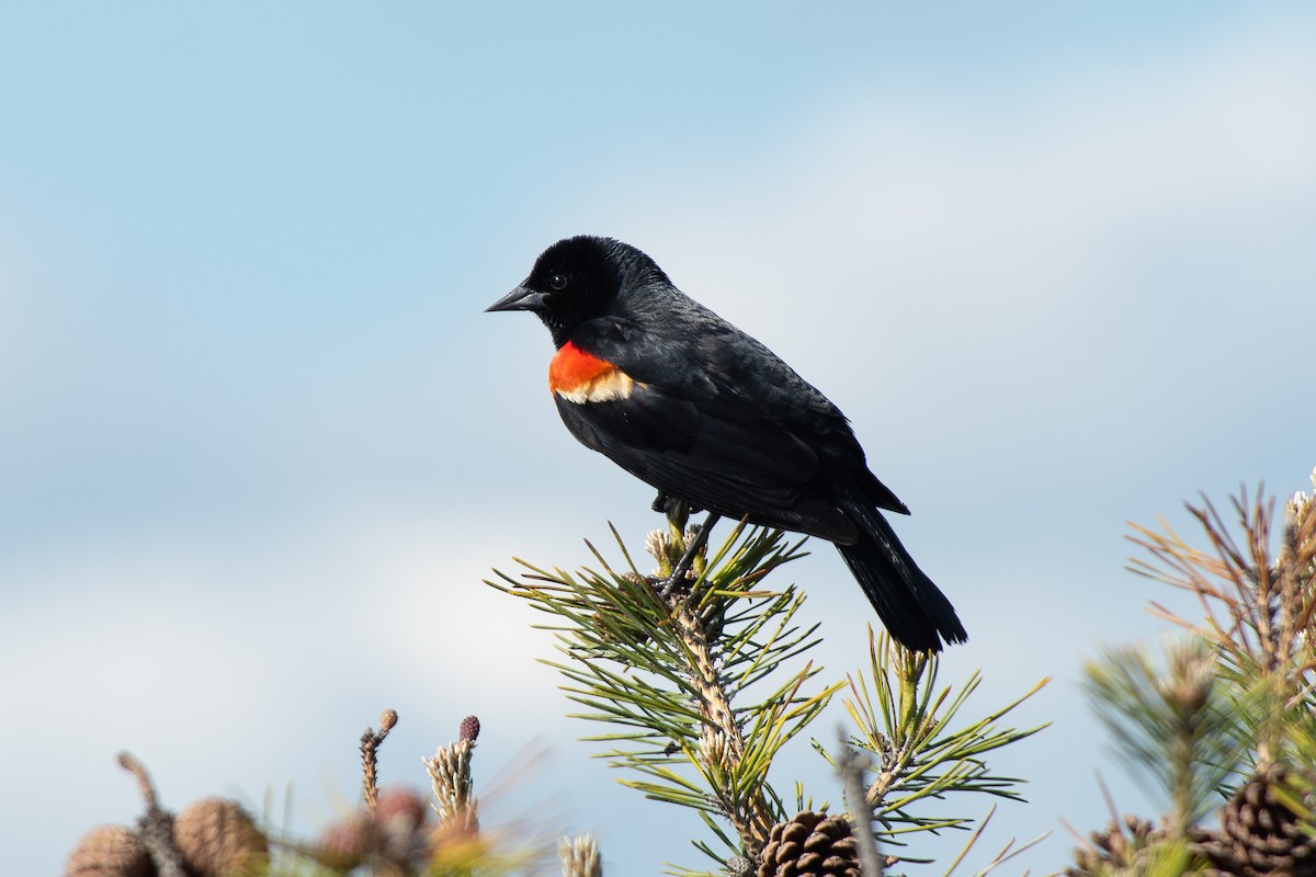 Red-winged Blackbird (Red-winged) - ML619789799