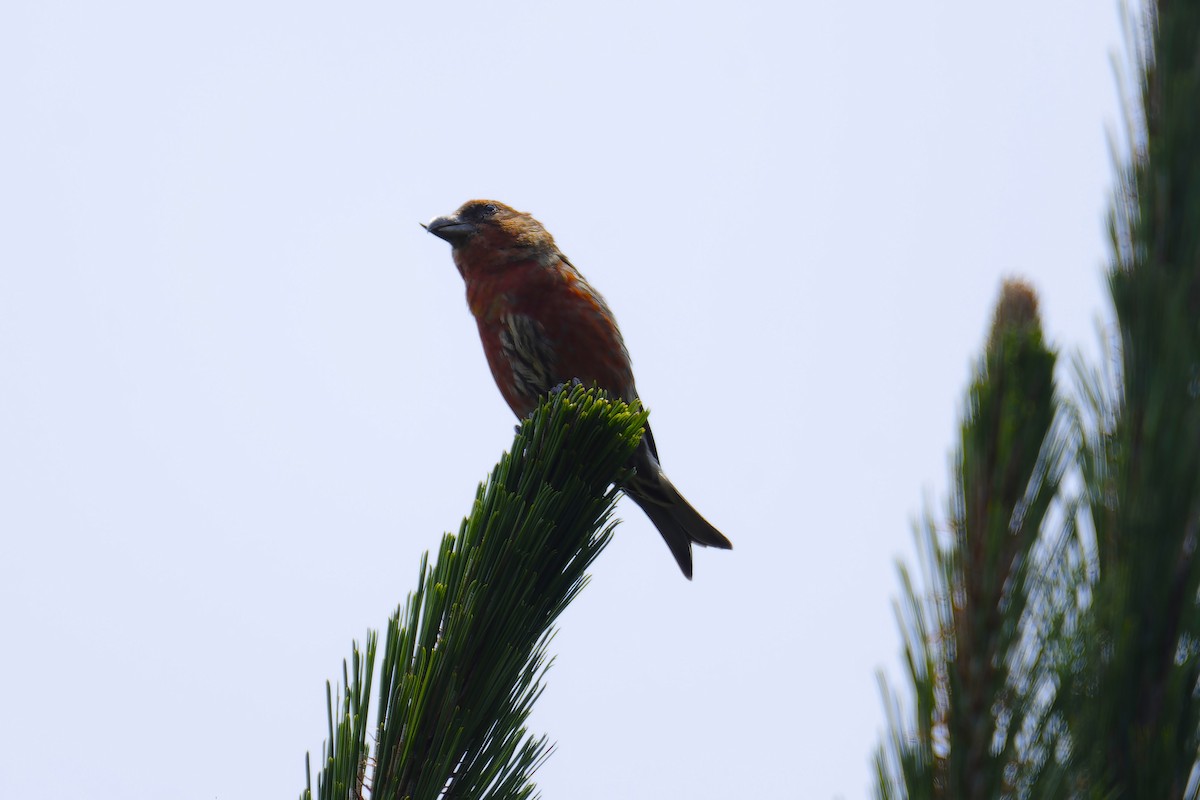 Bec-croisé des sapins - ML619789803