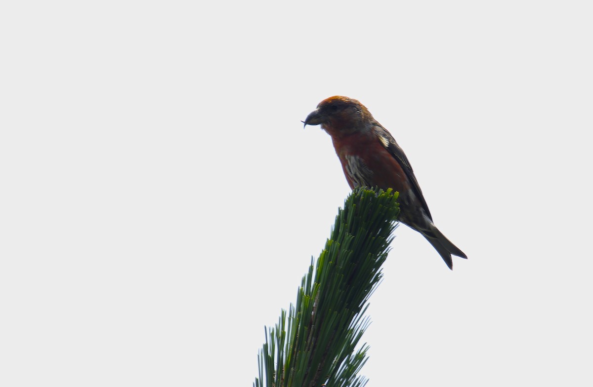Red Crossbill - Luic Mateo