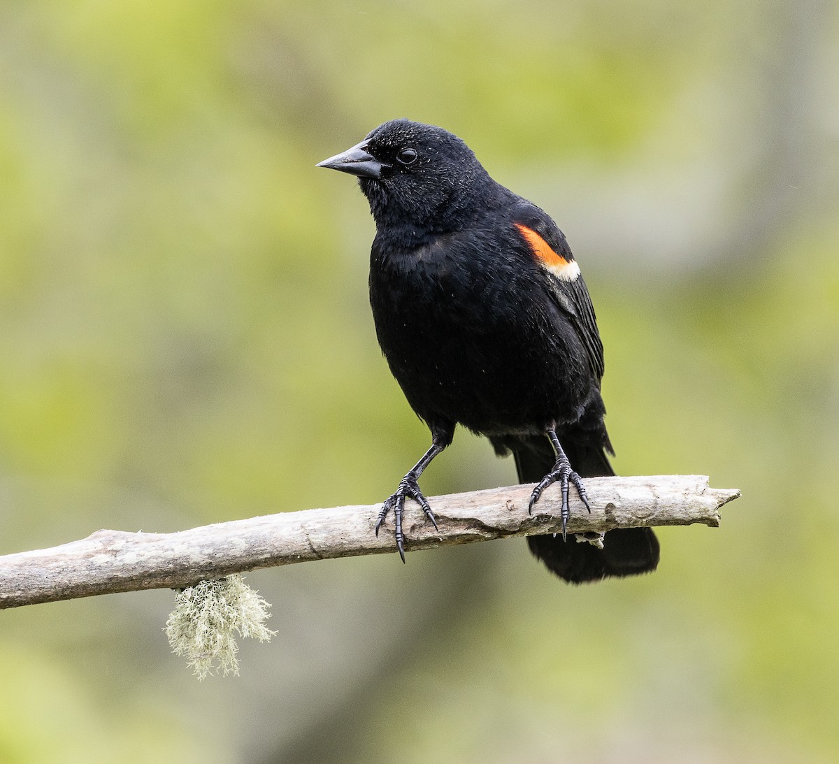 Red-winged Blackbird - Tom Younkin