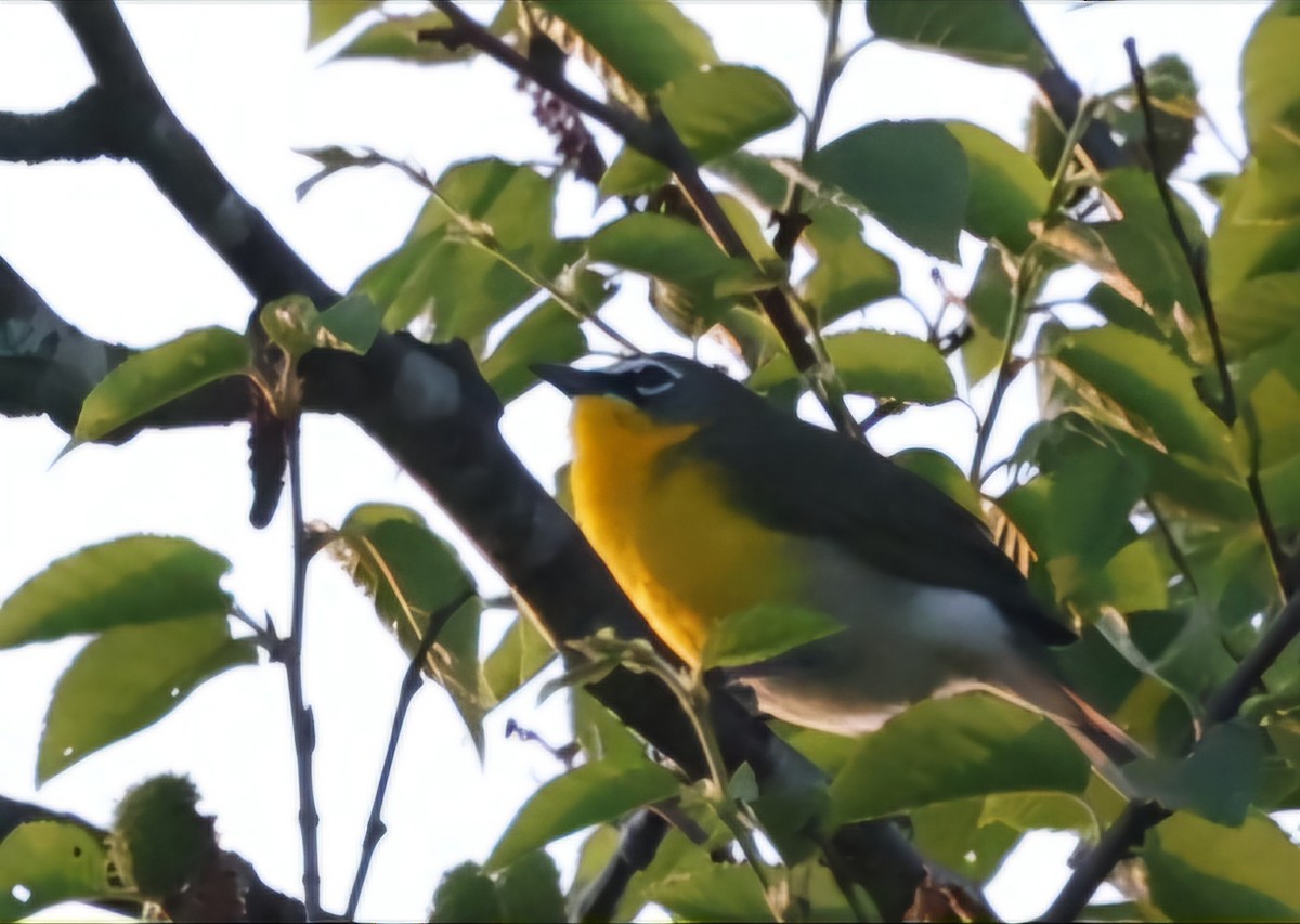 Yellow-breasted Chat - ML619789821