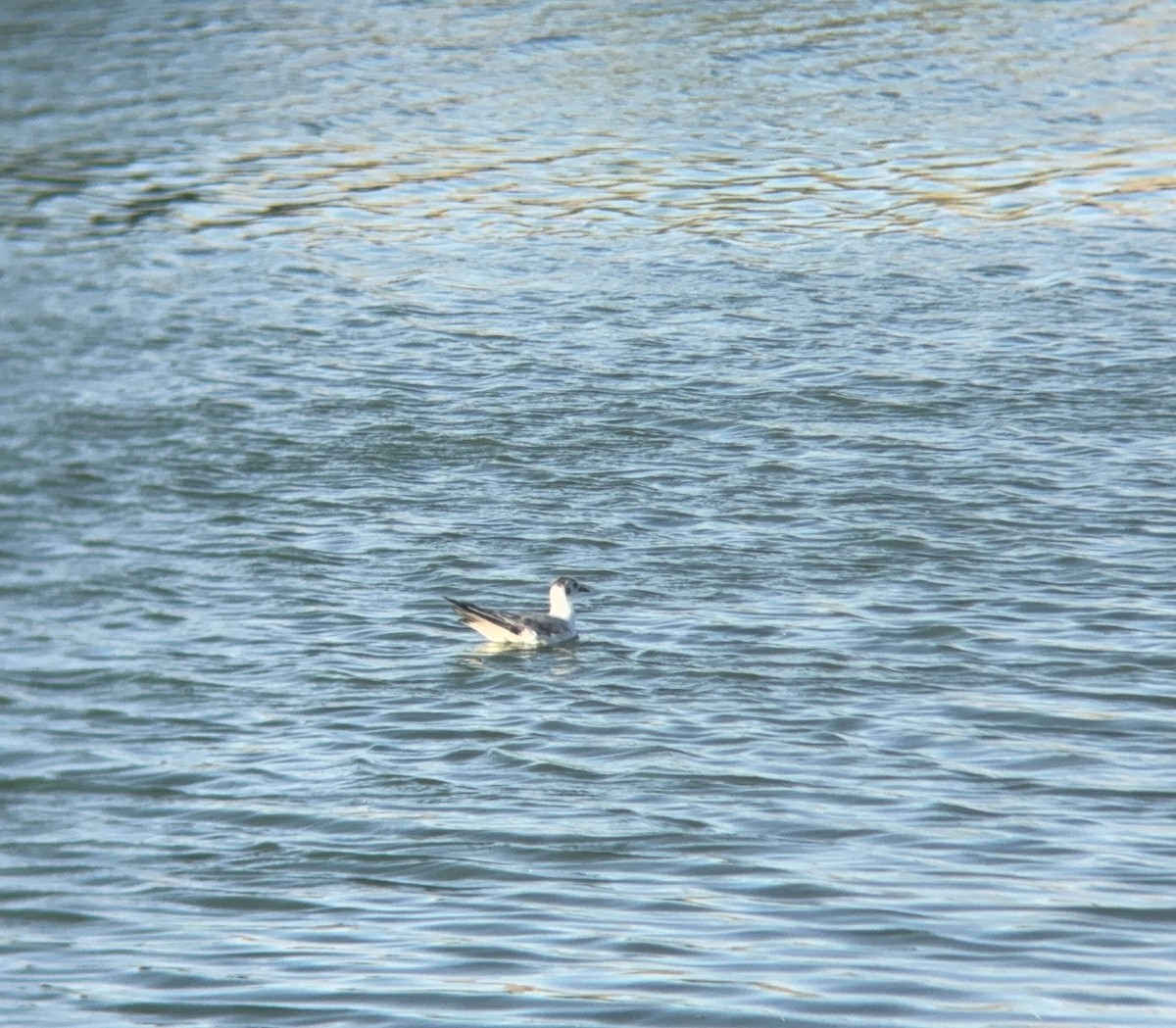 Bonaparte's Gull - ML619789830