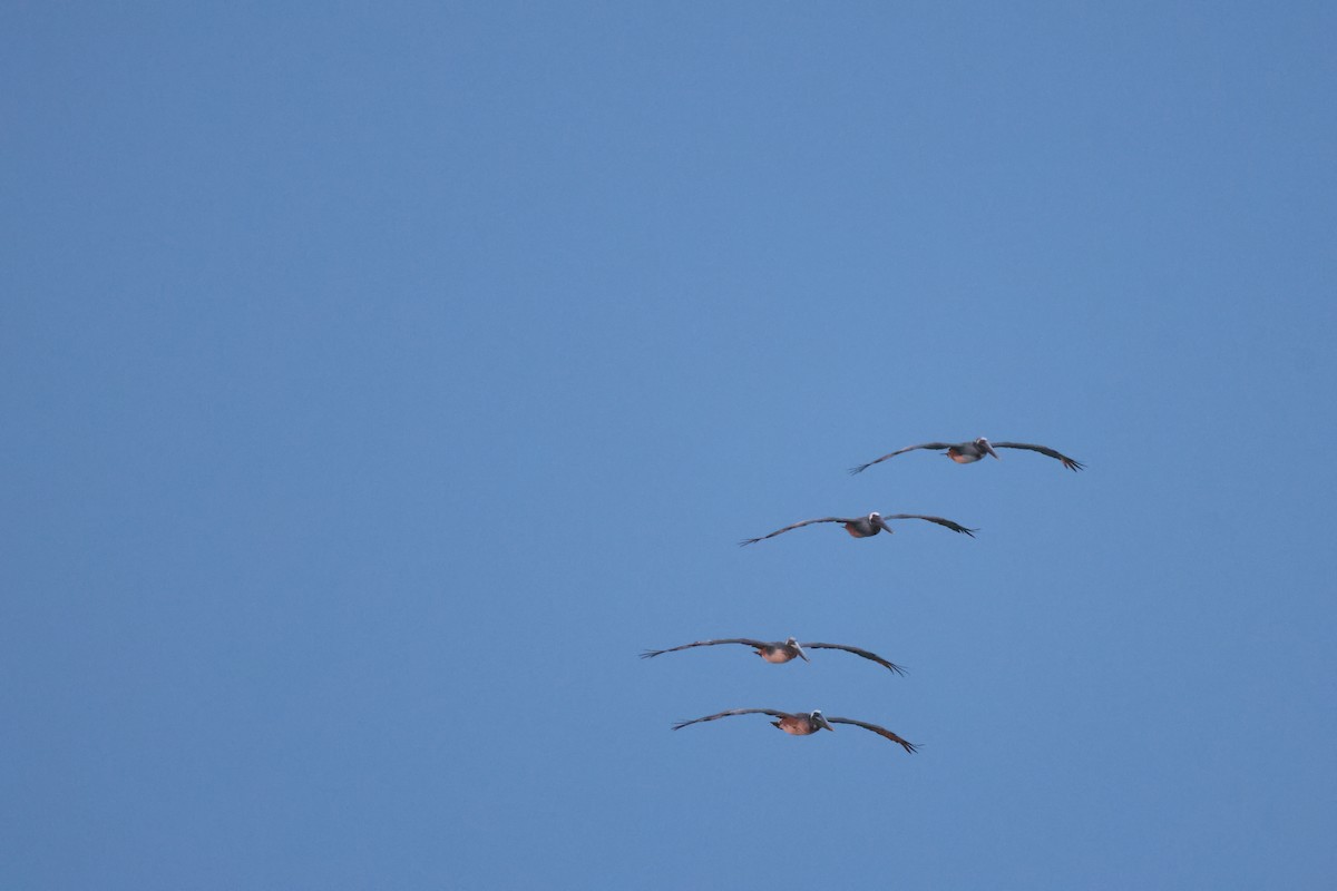 Brown Pelican - ML619789833