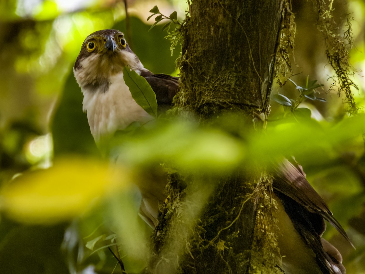 Collared Forest-Falcon - ML619789849