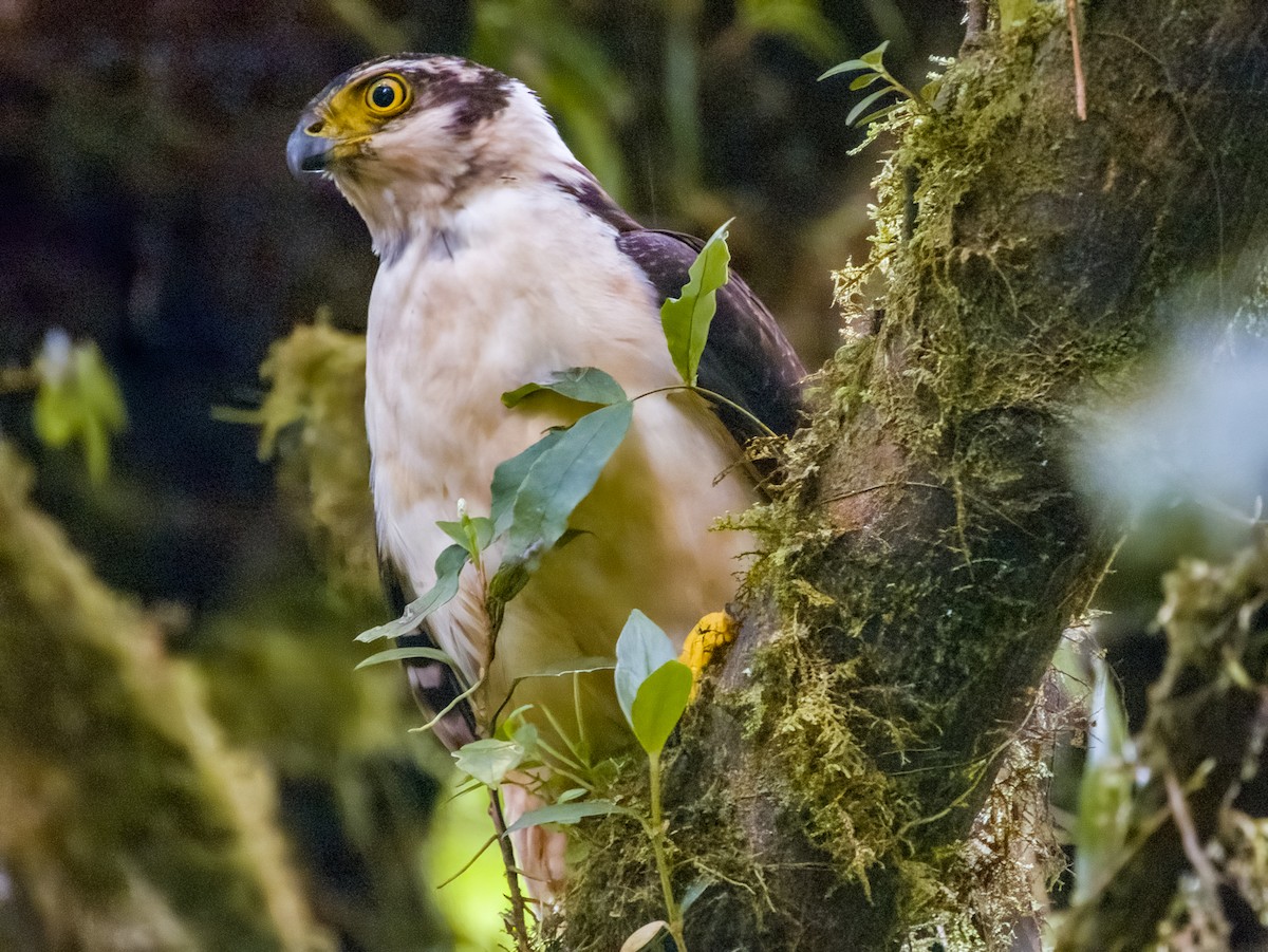 Collared Forest-Falcon - ML619789853