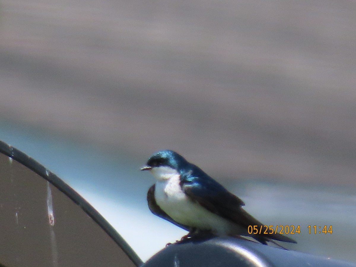 Tree Swallow - Ed Wallace