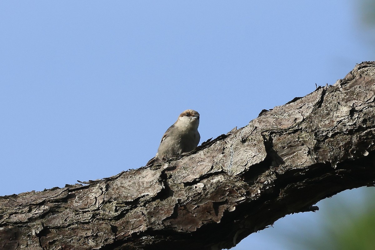 Brown-headed Nuthatch - ML619789884