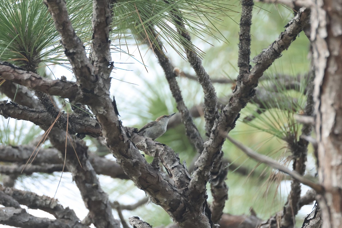 Brown-headed Nuthatch - ML619789886