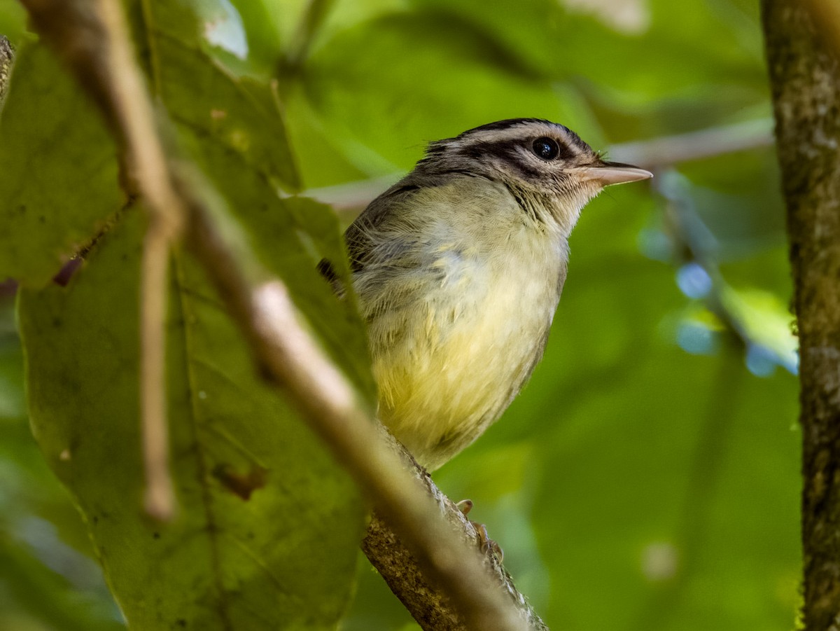 Costa Rican Warbler - ML619789887