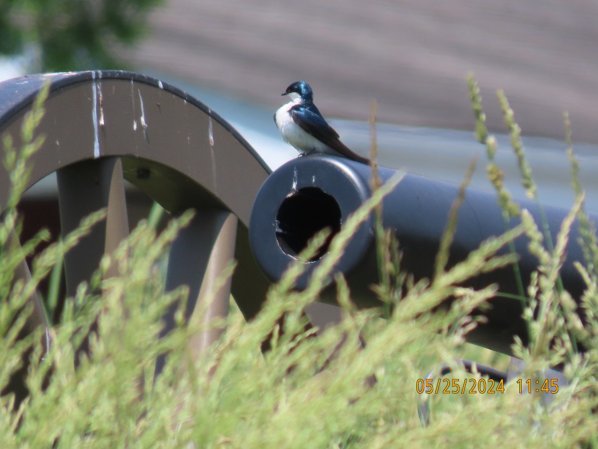 Golondrina Bicolor - ML619789890