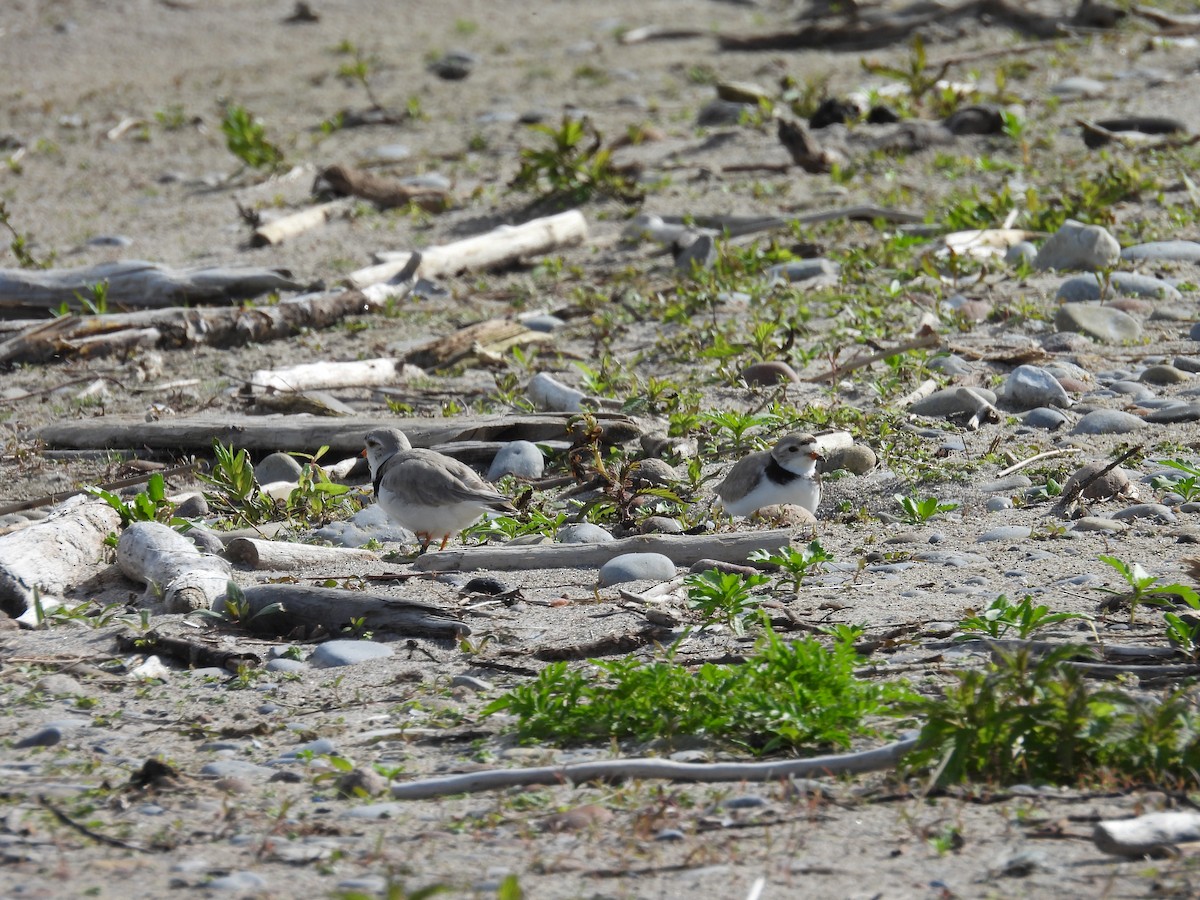 Piping Plover - ML619789898