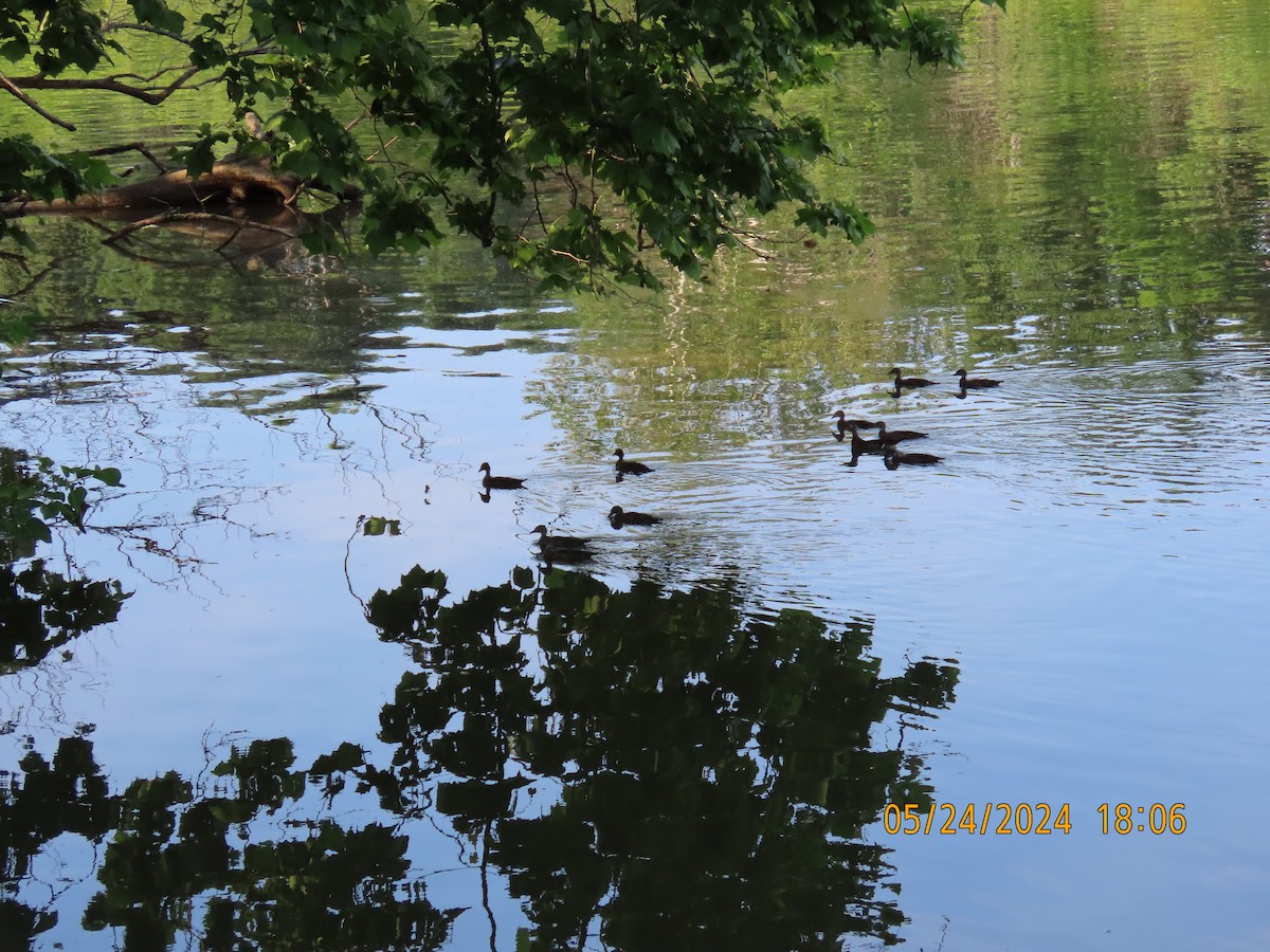 Wood Duck - ML619789954