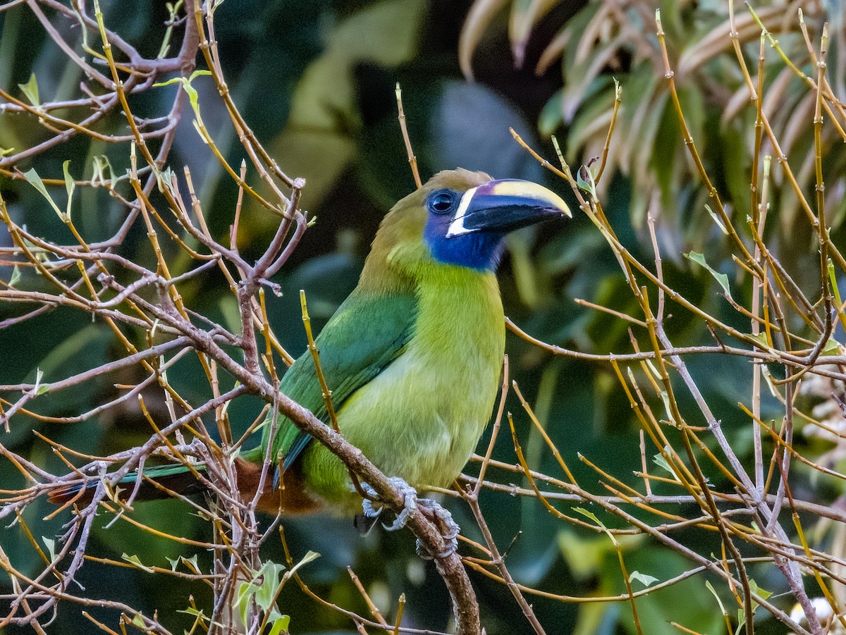 Northern Emerald-Toucanet - ML619789977