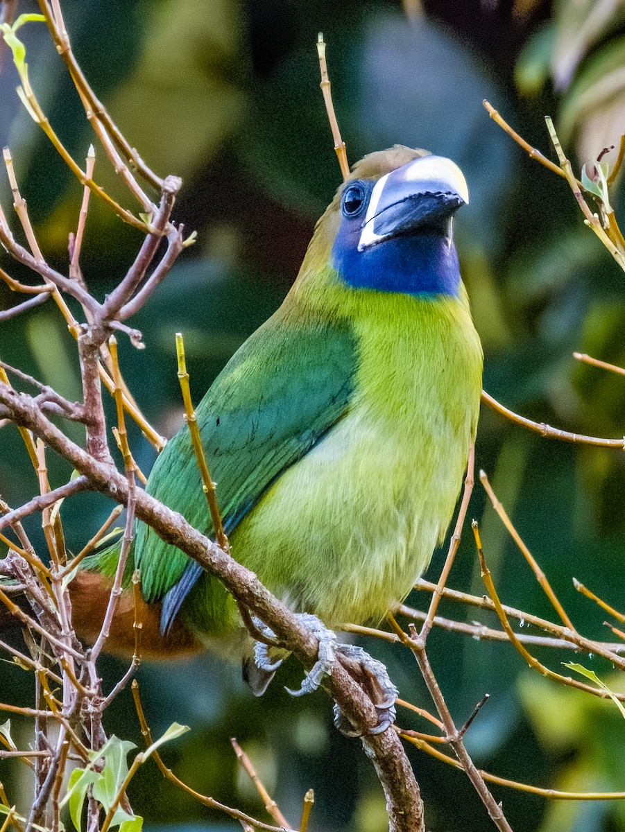 Northern Emerald-Toucanet - ML619789979