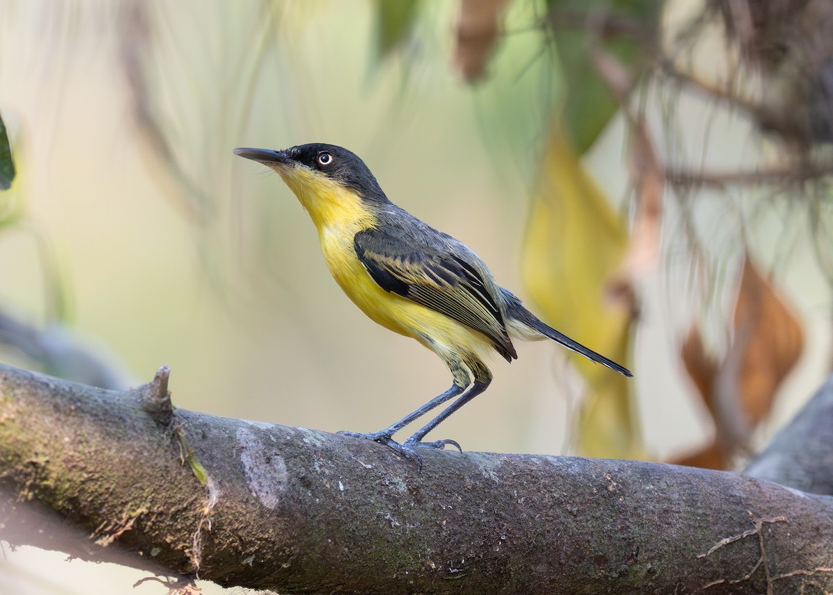 Common Tody-Flycatcher - ML619789980