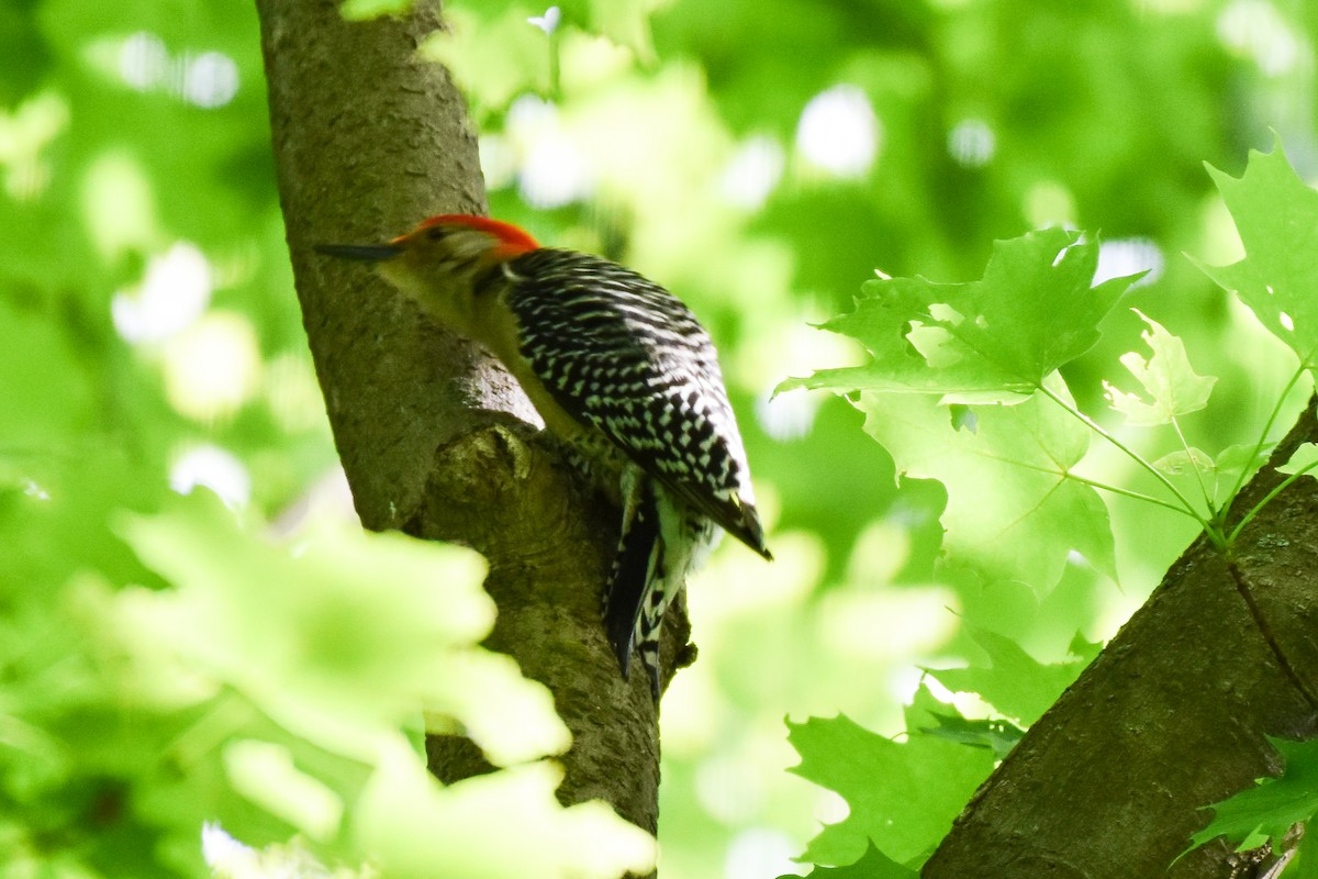 Red-bellied Woodpecker - ML619789985