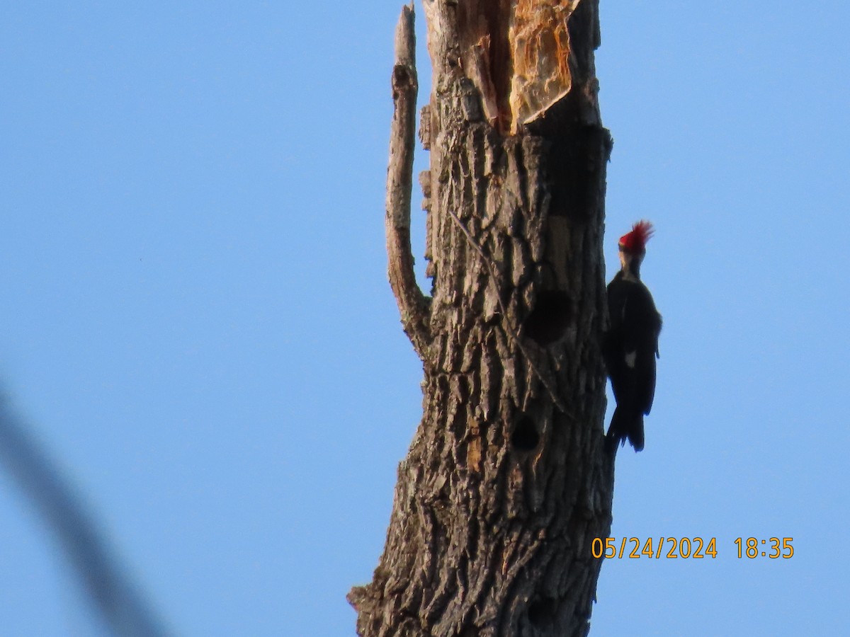 Pileated Woodpecker - ML619789987