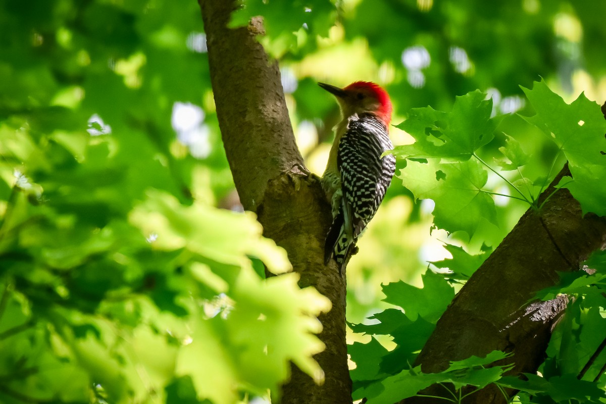 Red-bellied Woodpecker - ML619789988
