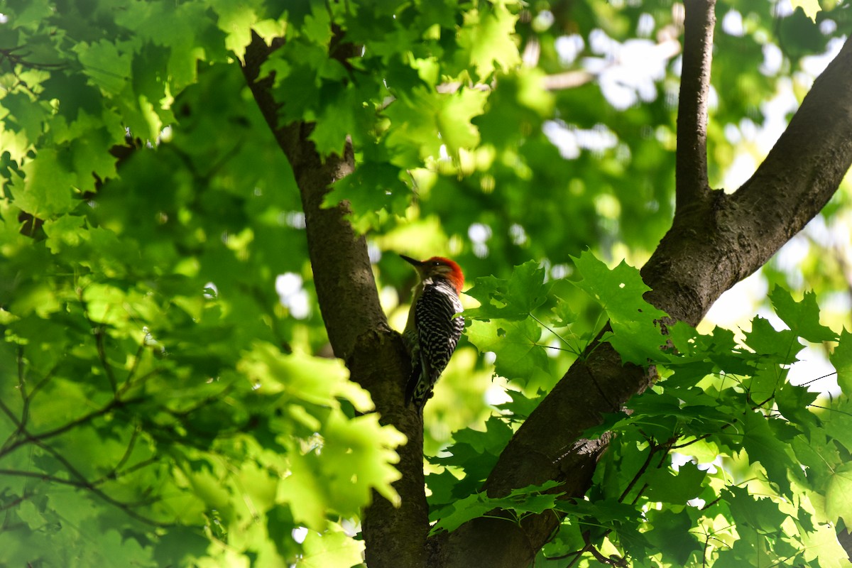 Red-bellied Woodpecker - ML619789995