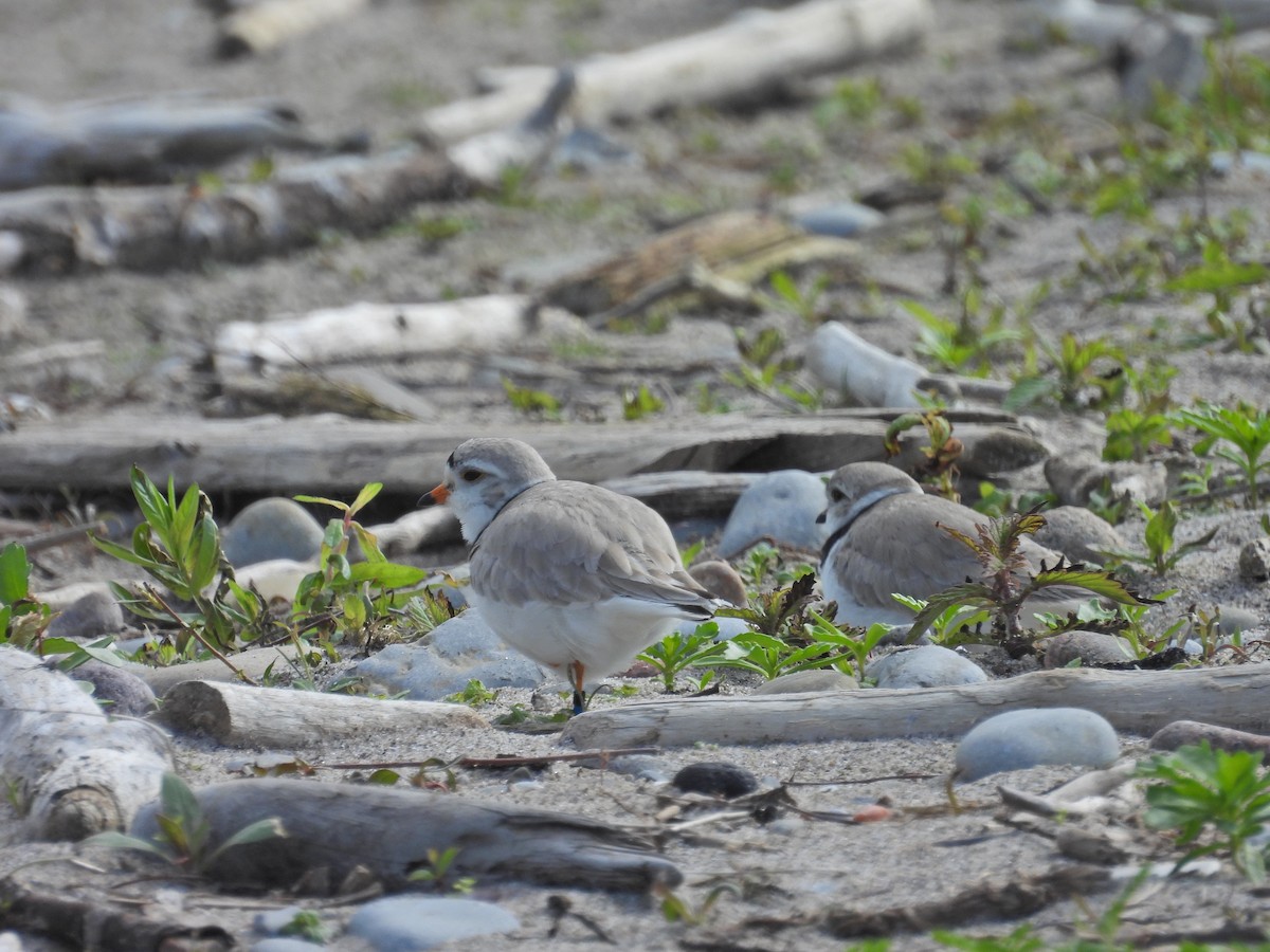 Piping Plover - ML619790003