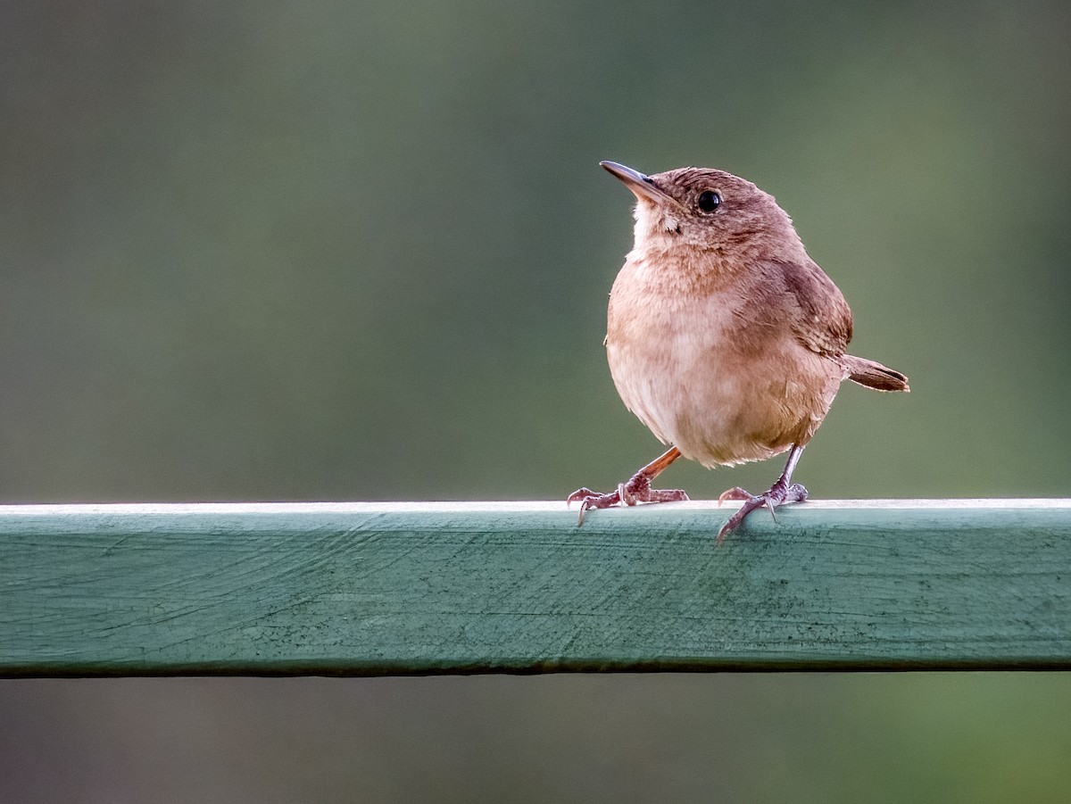 House Wren - ML619790006