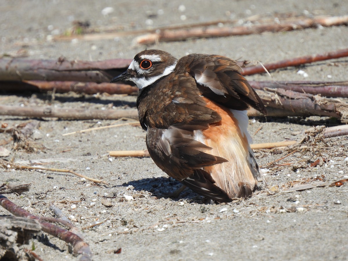 Killdeer - ML619790034