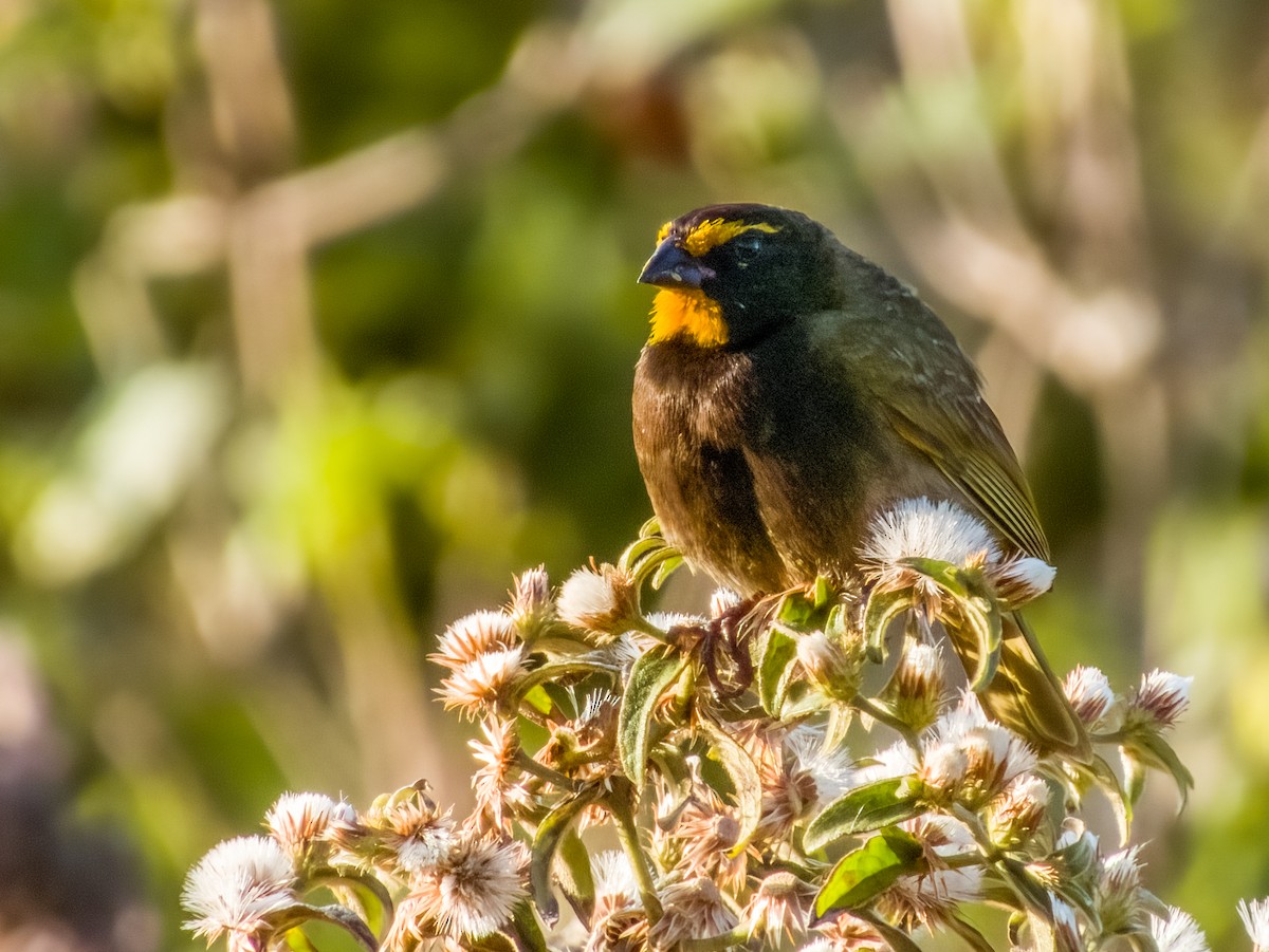 Yellow-faced Grassquit - ML619790037