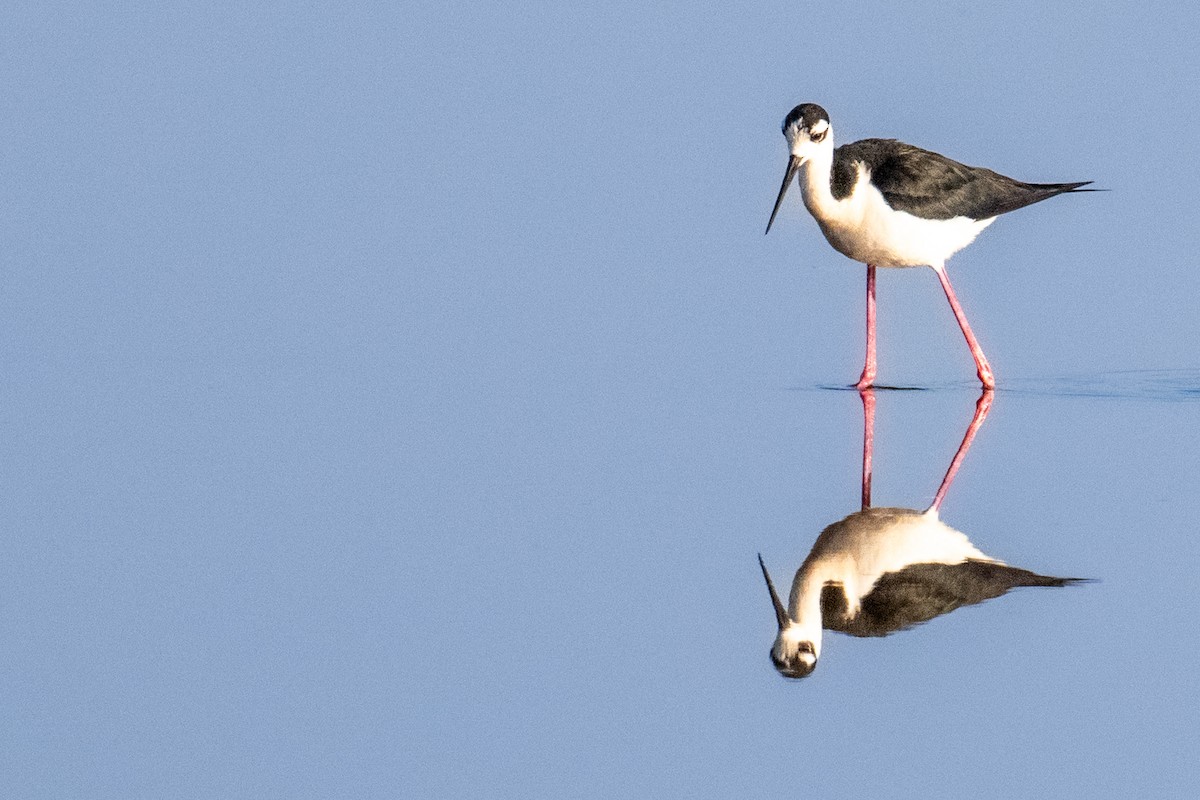 Black-necked Stilt - ML619790045