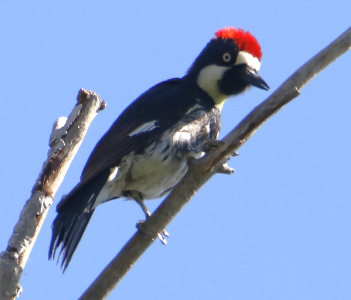 Acorn Woodpecker - ML619790059