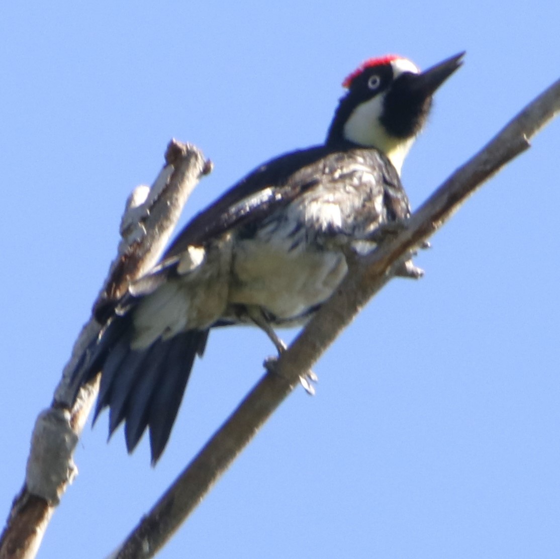Acorn Woodpecker - ML619790060