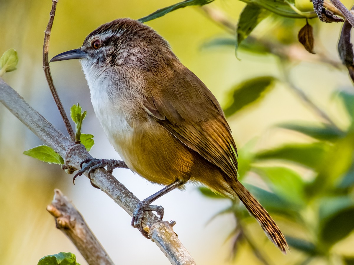 Cabanis's Wren - ML619790062