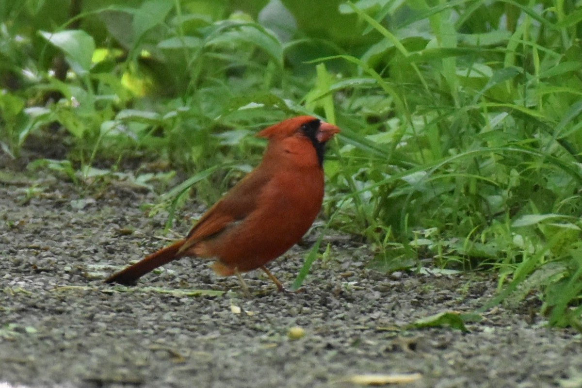 Cardinal rouge - ML619790070