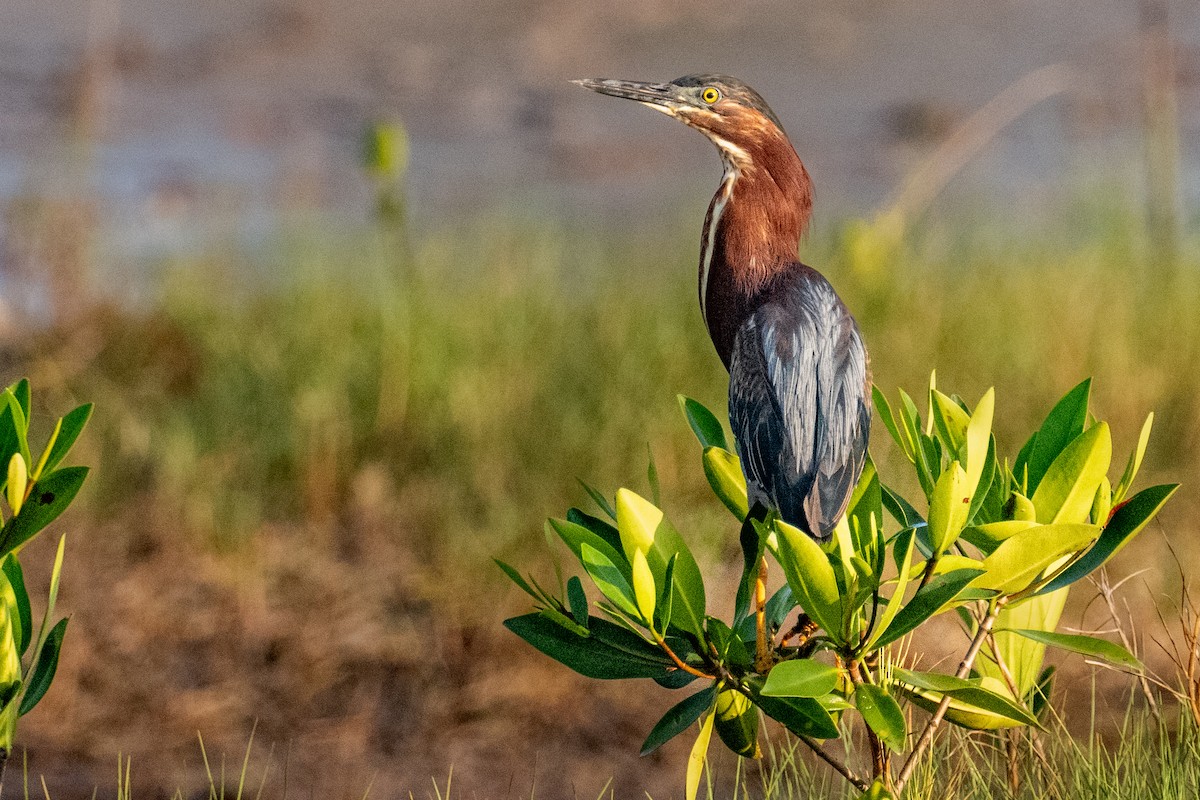 Green Heron - ML619790073