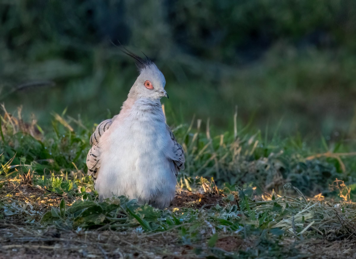 Crested Pigeon - ML619790076