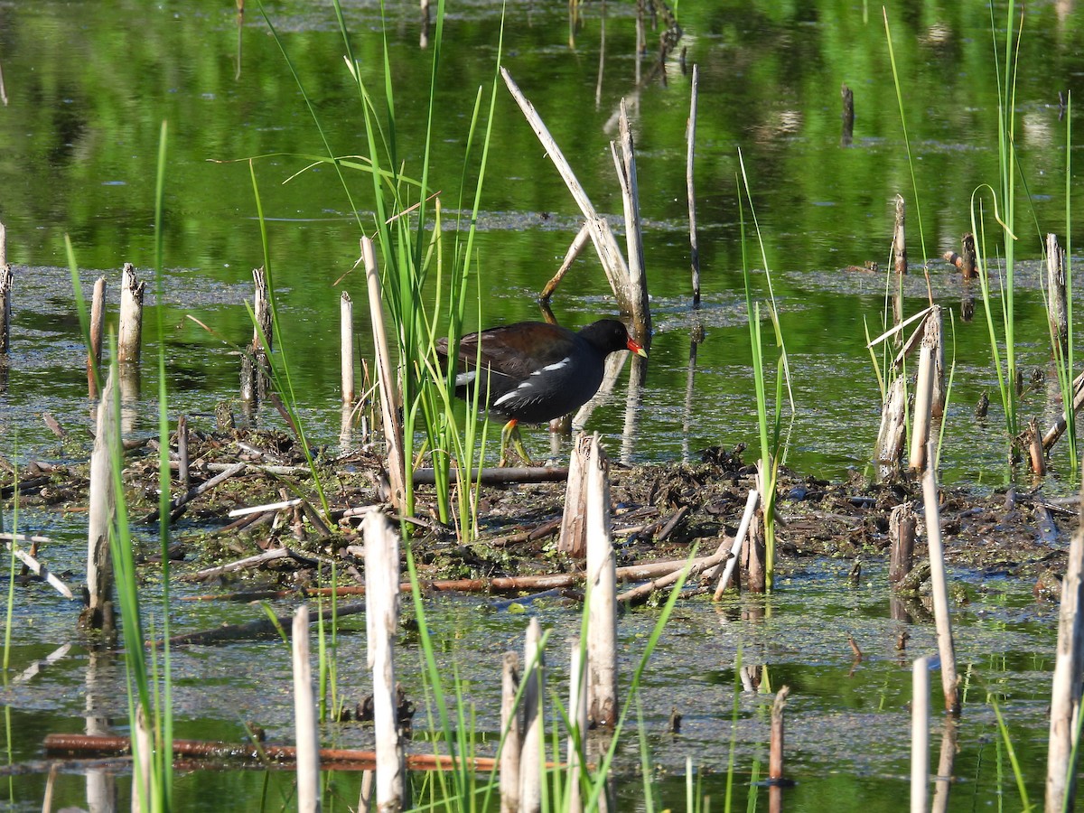 Common Gallinule - ML619790090