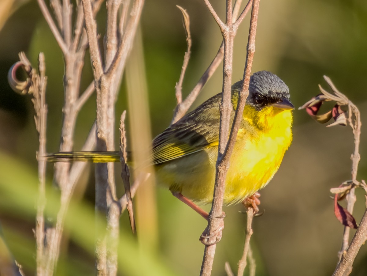 Gray-crowned Yellowthroat - ML619790093