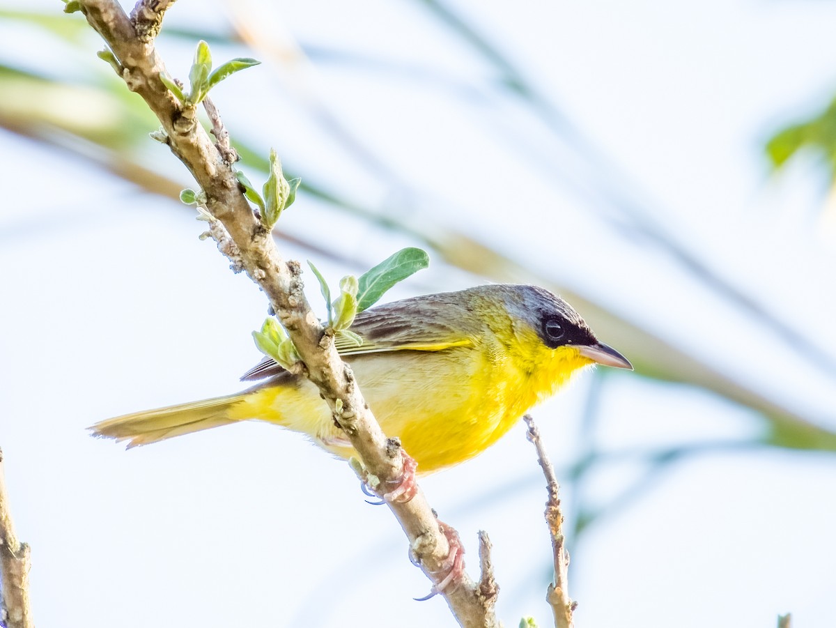 Gray-crowned Yellowthroat - ML619790096