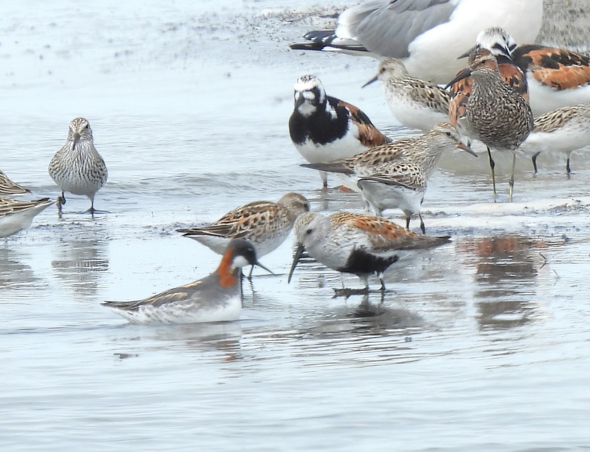 Red-necked Phalarope - ML619790097