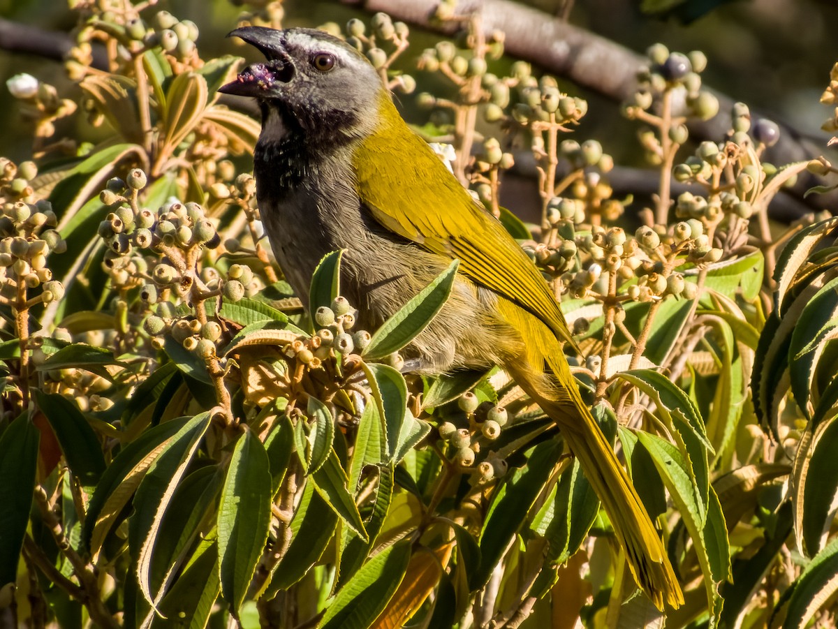 Buff-throated Saltator - ML619790101