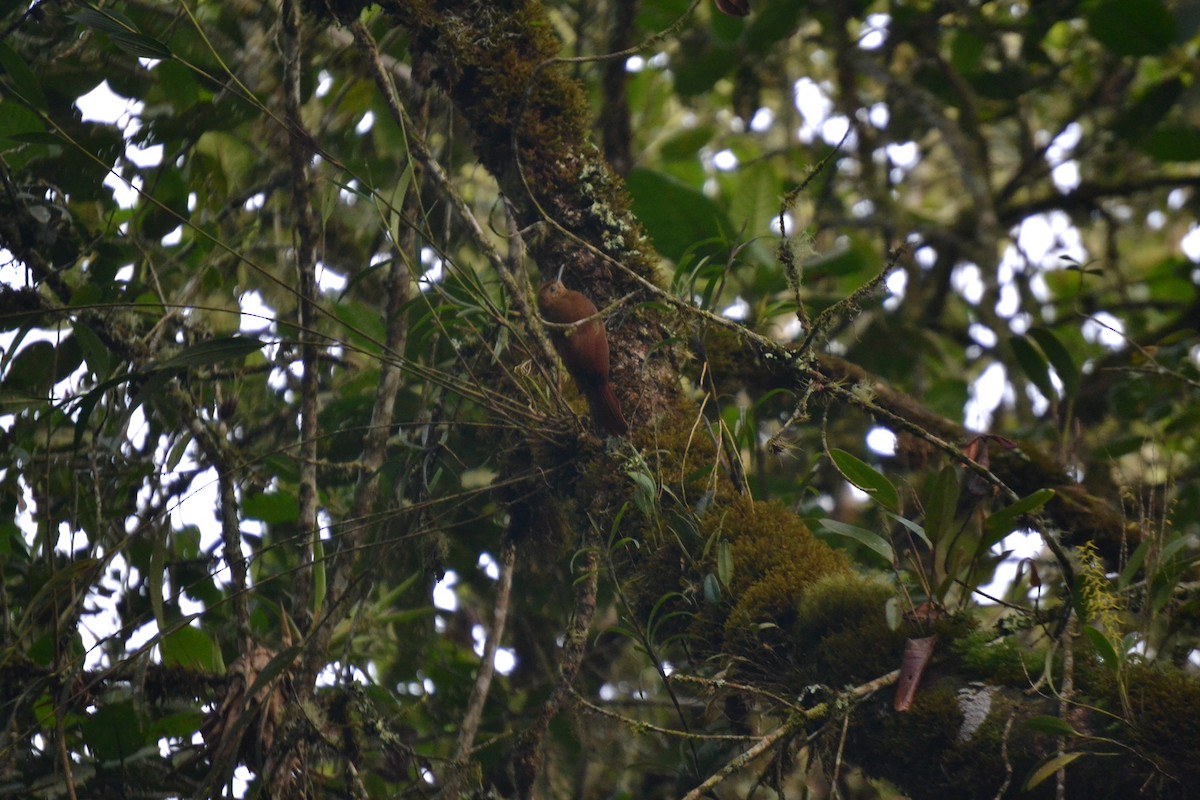 Tyrannine Woodcreeper - ML619790104