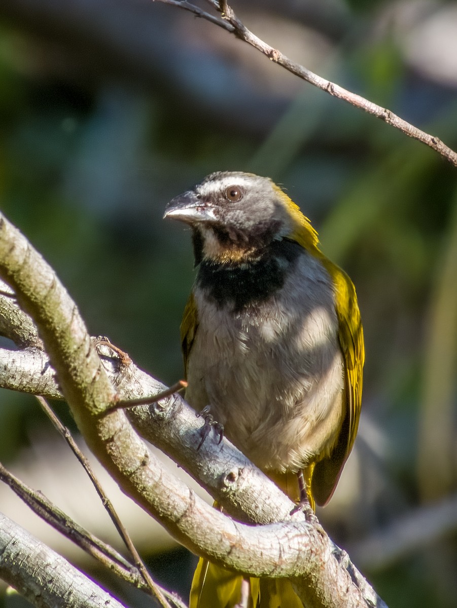 Buff-throated Saltator - ML619790105