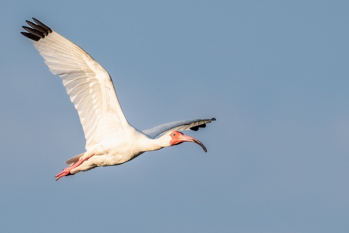 ibis bílý - ML619790108