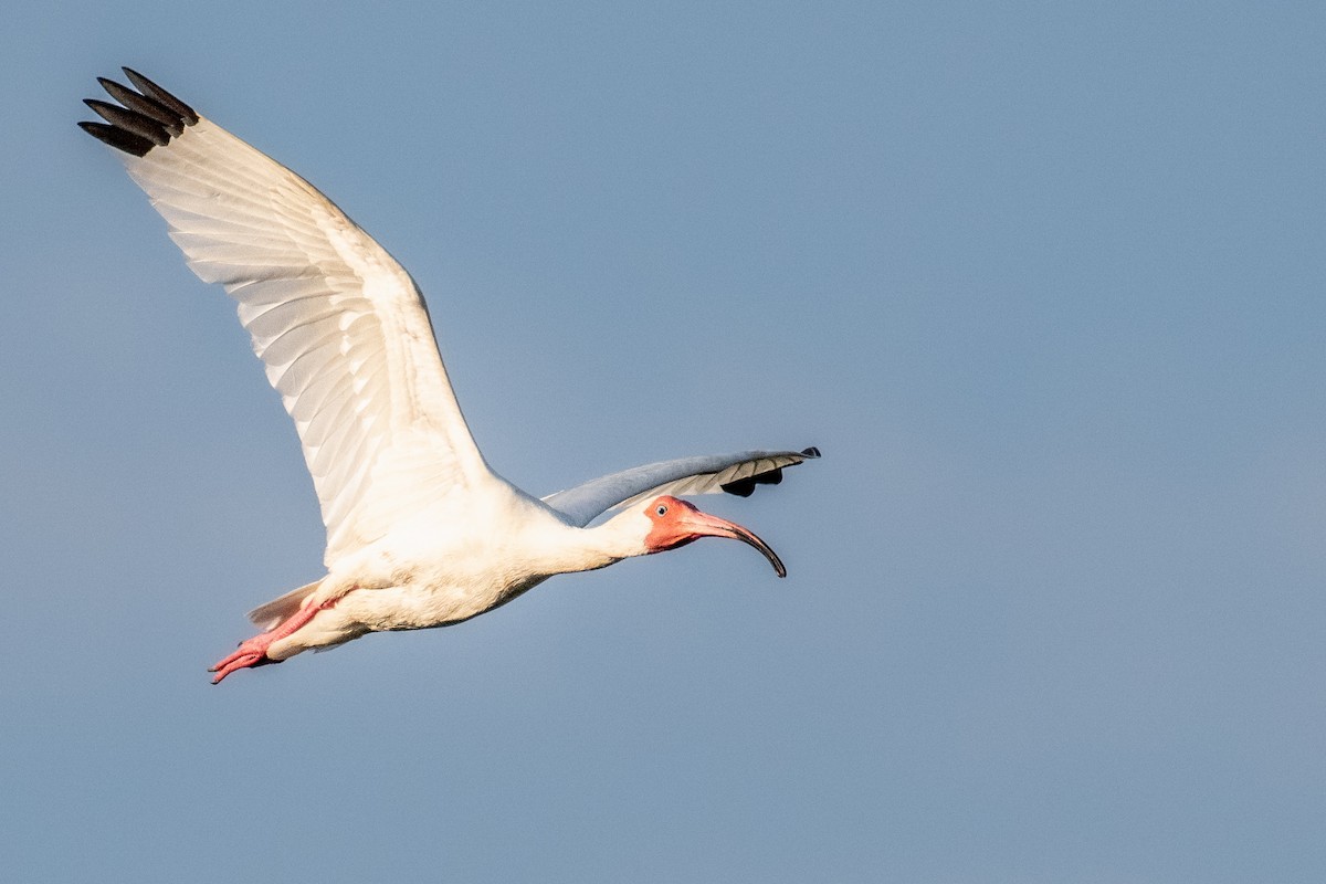 White Ibis - ML619790108