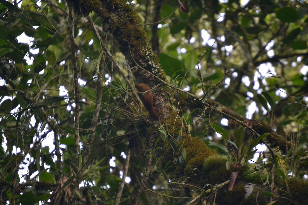 Tyrannine Woodcreeper - Miguel Arcángel García Pardo