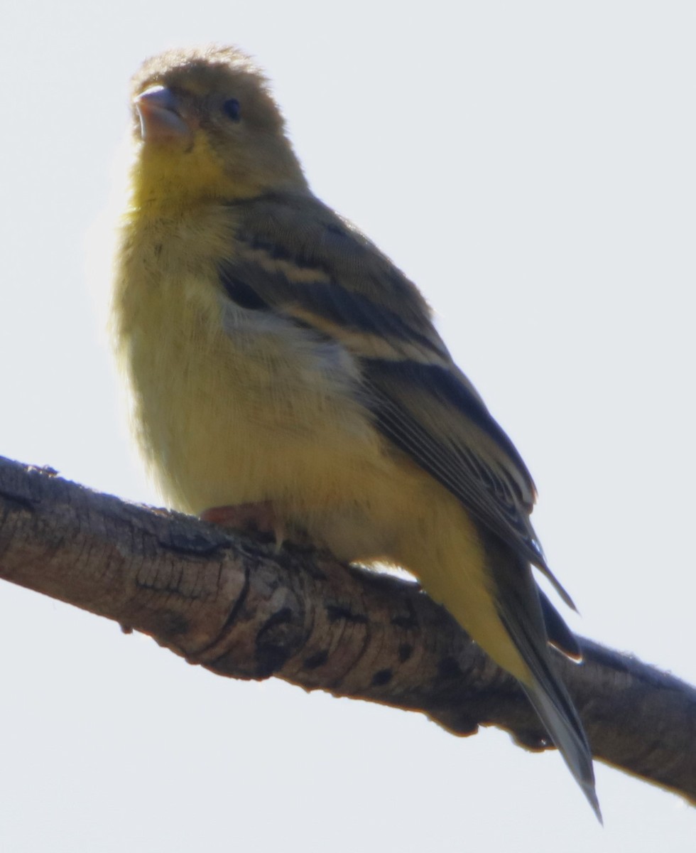 Lesser Goldfinch - ML619790111