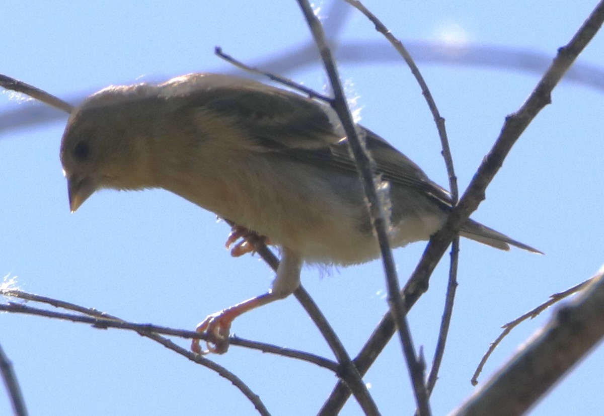 Lesser Goldfinch - ML619790113