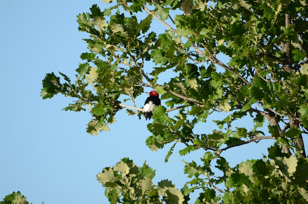 Red-headed Woodpecker - ML619790118