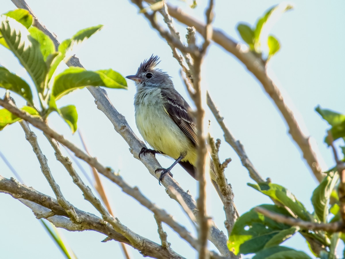 Yellow-bellied Elaenia - ML619790124